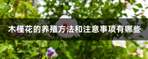 木槿花的养殖方法和注意事项有哪些